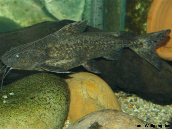Abotoado, Armau (Pterodoras granulosus)