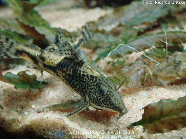 Coridora Bandada (Scleromystax barbatus)