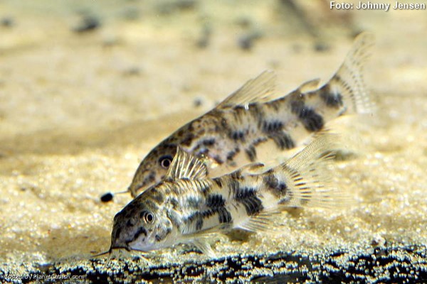 Coridora Vela (Scleromystax macropterus)