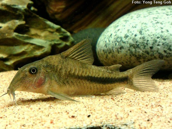 Coridora (Scleromystax prionotos)