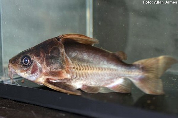 Armadinho (Trachydoras paraguayensis)