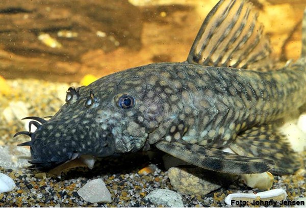 Cascudo Roseta (Ancistrus cirrhosus)