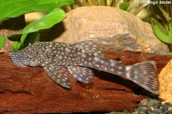 Cascudo Barbadinho (Ancistrus multispinis)