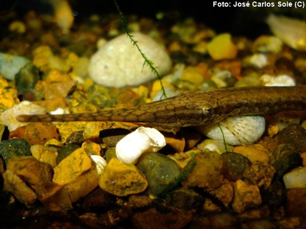 Peixe Galho (Farlowella hahni)