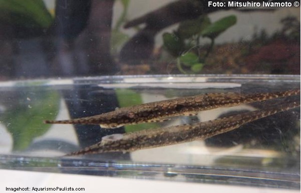 Peixe Galho (Farlowella oxyrryncha)