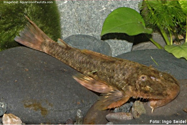 Cascudo Espinho (Hemipsilichthys gobio)