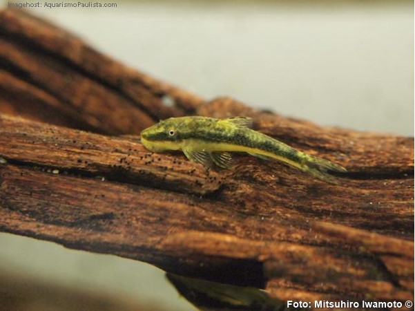 Cascudinho, Limpa-vidros (Hisonotus francirochai)