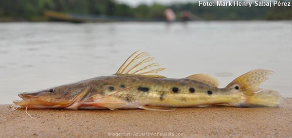 Jurupoca (Hemisorubim platyrhynchos)