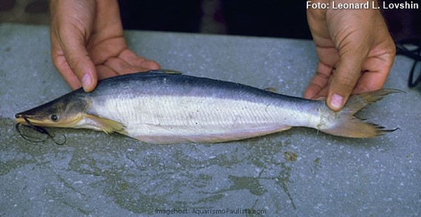 Mapará (Hypophthalmus edentatus)