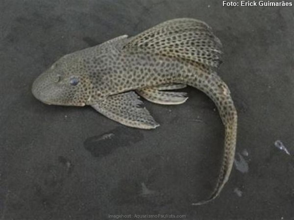 Cascudo Areia (Hypostomus affinis)