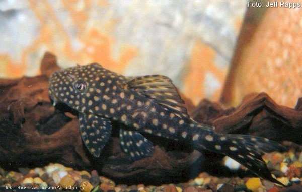 Cascudo Pintado (Hypostomus margaritifer)