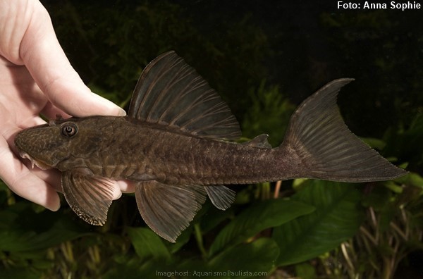 Cascudo Preto (Hypostomus paulinus)