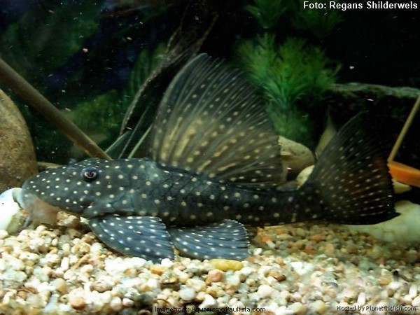 Cascudo Barata (Hypostomus regani)