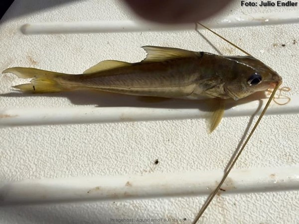 Mandi Bicudo (Iheringichthys labrosus)