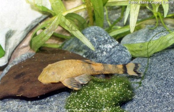 Cascudinho (Lampiella gibbosa)