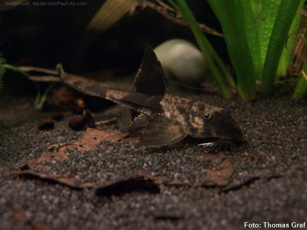 Cascudo Mariposa (Loricaria simillima)