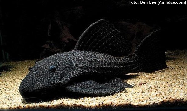 Cascudo (Megalancistrus parananus)