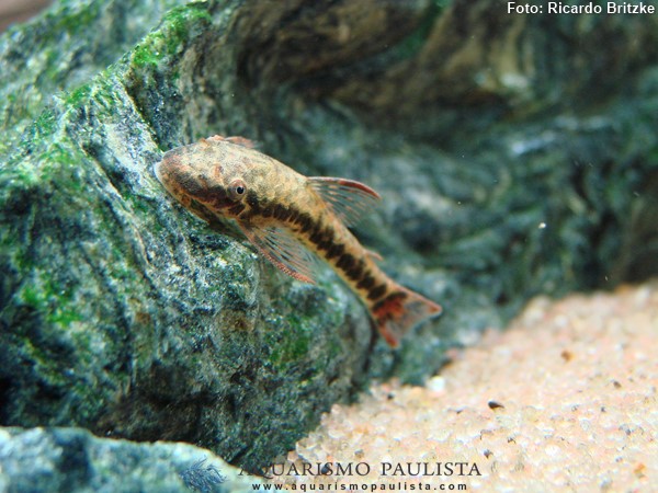 Limpa-vidro de Cauda Vermelha (Parotocinclus maculicauda)