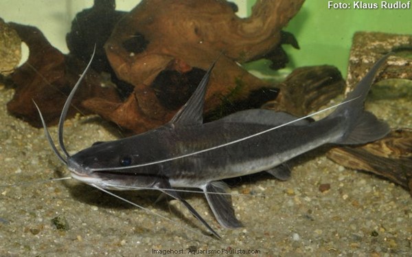 Peixe Barbado (Pinirampus pirinampu)