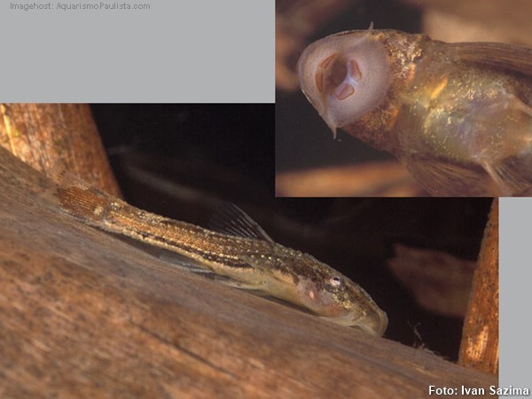 Cascudinho (Schizolecis guntheri)