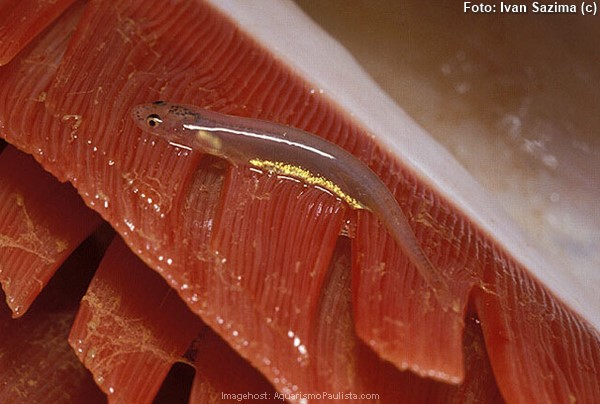 Candiru do Pantanal (Paravandellia oxyptera)