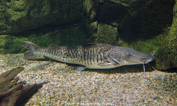 Cachara (Pseudoplatystoma fasciatum)