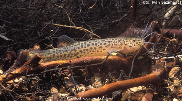 Cambeva Maracajá (Trichomycterus maracaya)
