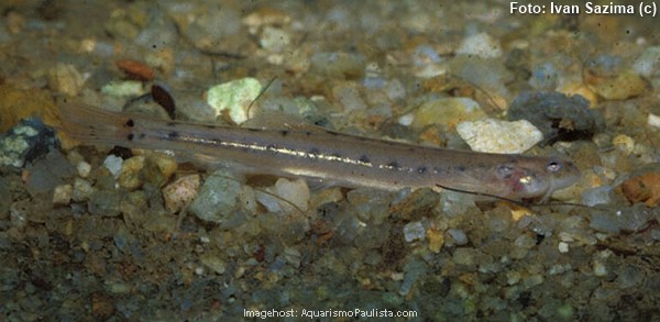 Bagrinho (Parastegophilus paulensis)