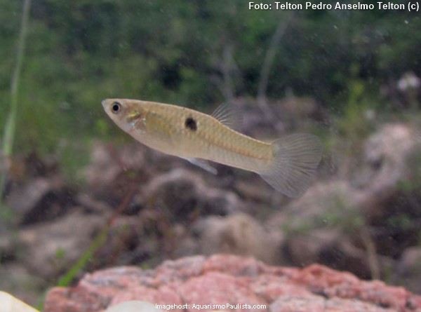 Guaru (Poecilia vivipara)