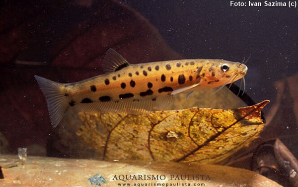 Cambeva da Cachoeira (Trichogenes longipinnis)