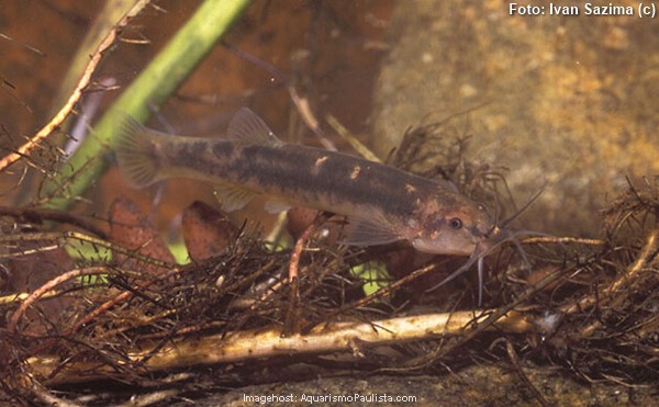 Cambeva Manchado (Trichomycterus immaculatus)