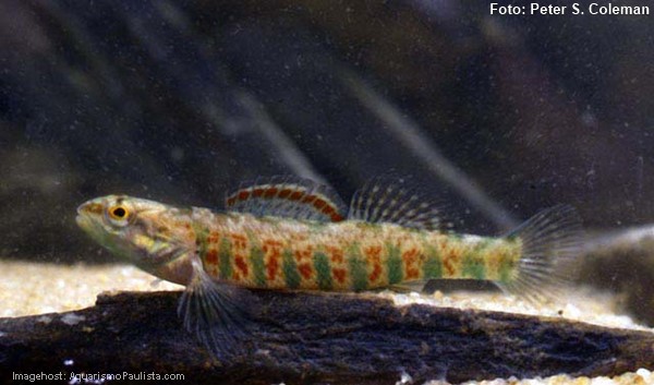 Christmas darter (Etheostoma hopkinsi)