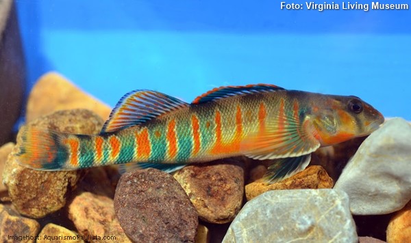 Candy darter (Etheostoma osburni)