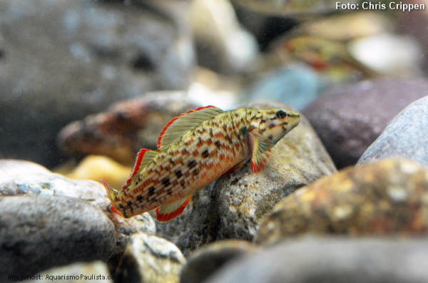 Redline darter (Etheostoma rufilineatum)