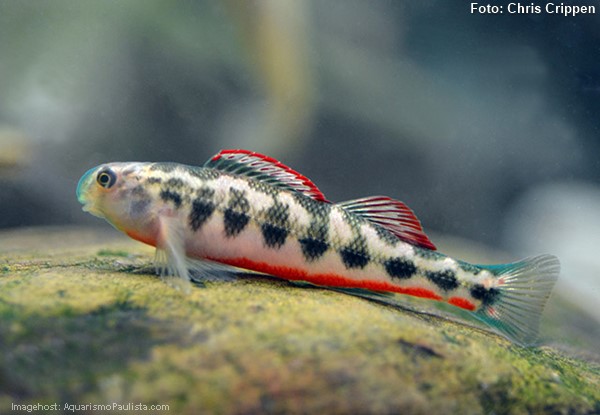 Snubnose darter (Etheostoma simoterum)