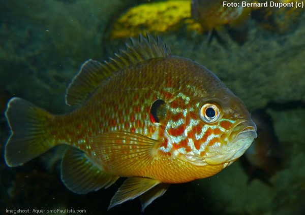 Peixe Sol (Lepomis gibbosus)