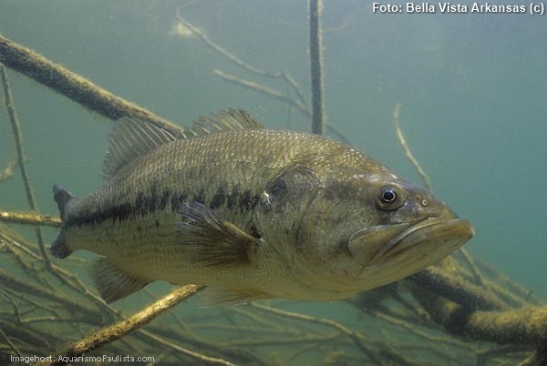Black Bass (Micropterus salmoides)