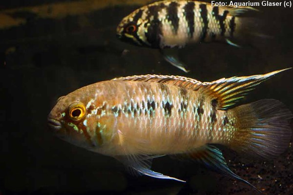 Acará Zebra (Ivanacara adoketa)