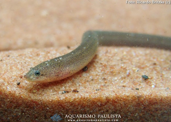 Peixes de água doce do Brasil - Mussum (Synbranchus marmoratus