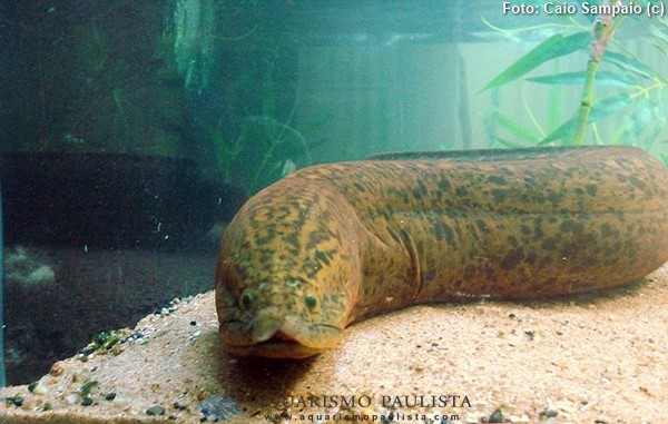 Peixe Mussum (Synbranchus marmoratus)