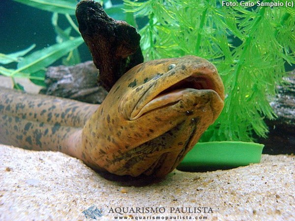 Peixes de água doce do Brasil - Mussum (Synbranchus marmoratus