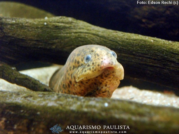 Peixes de água doce do Brasil - Mussum (Synbranchus marmoratus