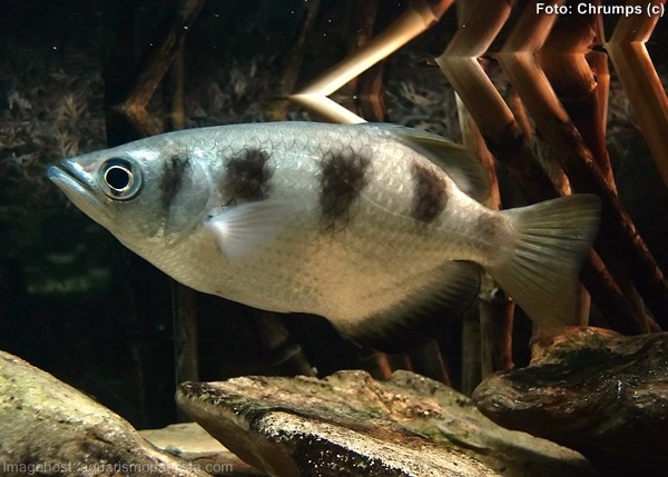 Peixe Arqueiro (Toxotes jaculatrix)