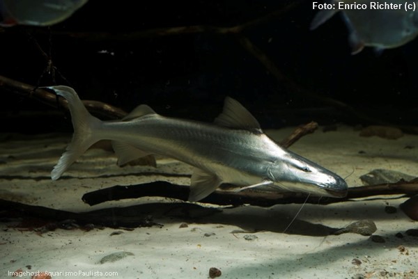 Dourada (Brachyplatystoma rousseauxii)