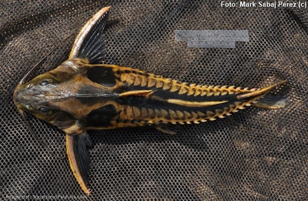 Cuiú Cuiú Amarelo (Megalodoras uranoscopus)
