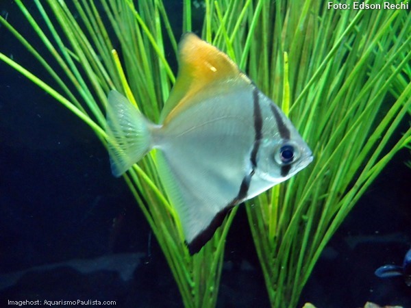 Mono (Monodactylus argenteus)
