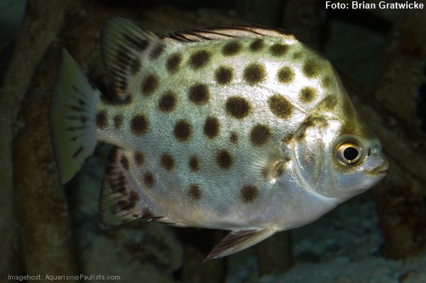 Scat Manchado (Scatophagus argus)