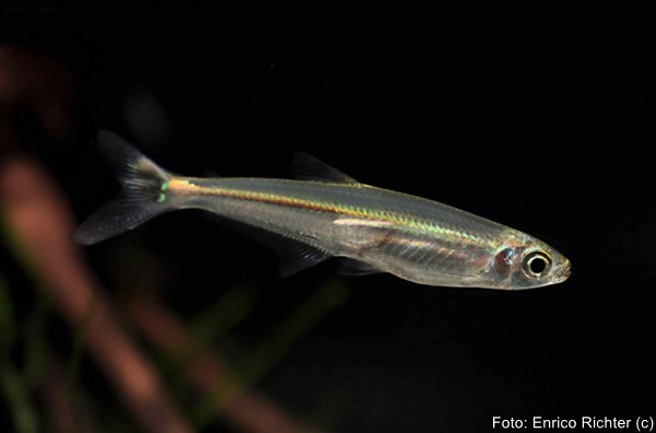 Tetra Lagarto (Iguanodectes spilurus)