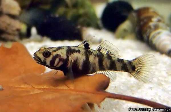 Goby Adeia (Mugilogobius adeia)