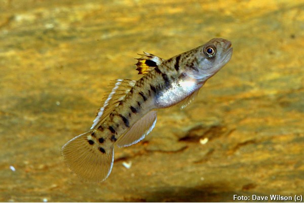 Goby Wilson (Mugilogobius wilsoni)